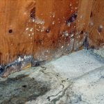Woodworm and Timber Treatment London