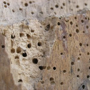 Woodworm Holes in Timber